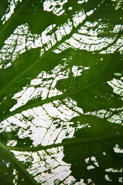 Feuille d'une plante exotique tropicale close-up . — Photo