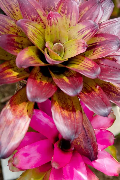 ブロメリアの美しいエキゾチックな熱帯色の花. — ストック写真
