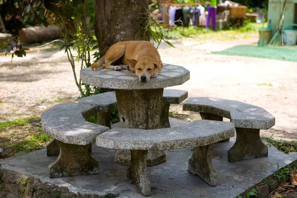Een grote rode hond in een halsband slaapt op een stenen tafel. — Stockfoto