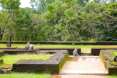 Wild monkeys with a cub among the ancient ruins.