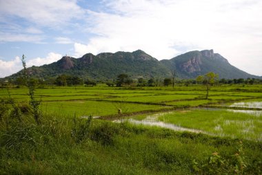 The rice field is covered with water against the backdrop of the