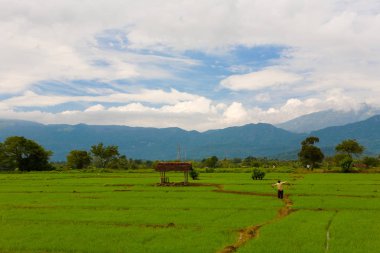 A scarecrow is standing in a rice field.