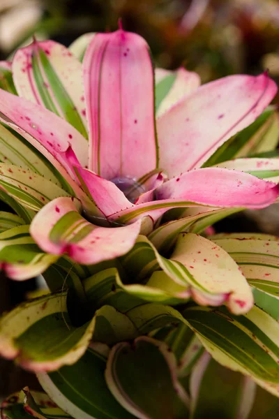 Flor de bromélia tropical exótica dentro da qual há água . — Fotografia de Stock