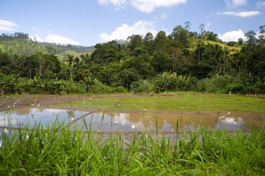 Polonnaruwa, Sri Lanka, 20 Aralık 2015: Uzakta, insanlar pirinç tarlasında çalışıyor, yakınlarda beyaz balıkçıllar var..