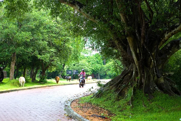 2015年12月19日 斯里兰卡 Polonnaruwa 一名骑摩托车的男子骑摩托车经过一棵大树 — 图库照片