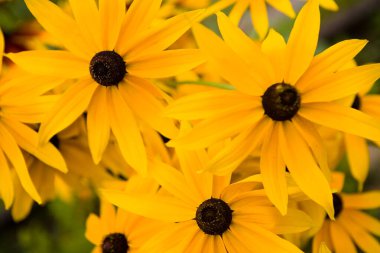 Çiçekli Siyah Gözlü Susan Tek Çiçek Yıllığı. Doğa yakın çekim.