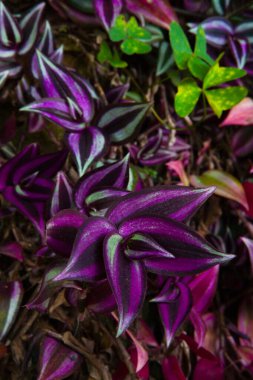 Renkli yaprakları olan güzel, alışılmadık egzotik bitkiler. Sri Lanka 'nın doğası.