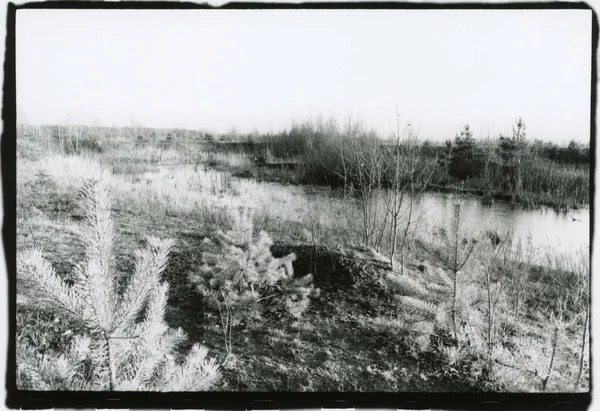 Young pines grow on the shore of a pond. Attention! Image contains grit and other artifacts of analog photography!