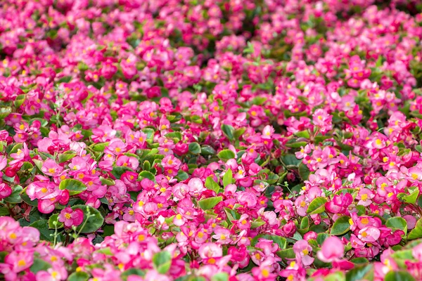 Fält med röda blommor — Stockfoto