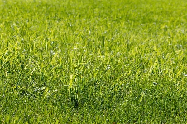 Gazon met groen gras — Stockfoto