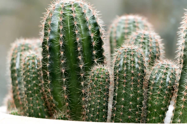 Groene cactus met doornen Rechtenvrije Stockafbeeldingen
