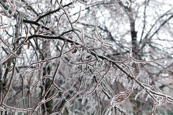 树木覆盖着冰 — 图库照片