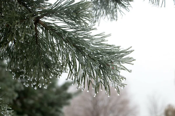 覆盖着冰的松树树枝 — 图库照片