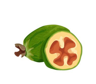 Yazdırma Feijoa vektör simgesi, tropikal egzotik yeşil meyve, şablon için menü, diyet infographics, etiket, broşür, el çizilmiş kroki