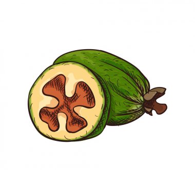 Yazdırma Feijoa vektör simgesi, tropikal egzotik yeşil meyve, şablon için menü, diyet infographics, etiket, broşür, el çizilmiş kroki