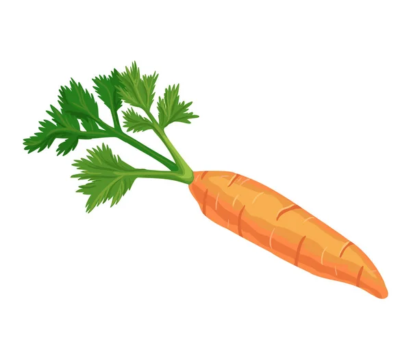 Icône vectorielle de carottes isolée, croquis dessiné à la main de légumes vitaminés, modèle pour menu, infographie diététique saine, autocollant, flyer, impression — Image vectorielle