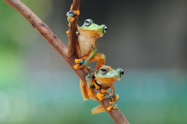 2 개구리, 개구리, 개구리, 개구리를 플 라 잉, — 스톡 사진