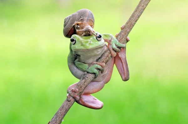 Dumpy frog, frog, frogs, frog with snail, — Stockfoto