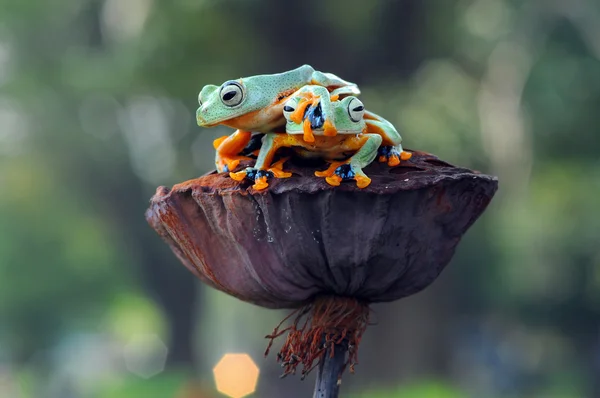 Fliegender Frosch, Frösche, Laubfrosch, zwei Frösche, — Stockfoto