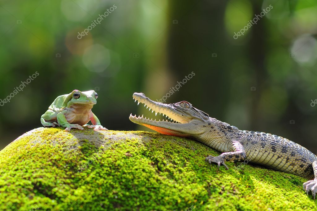Frog with crocodile, frogs, crocodiles, — Stock Photo
