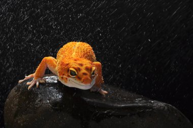 leopar kertenkele gecko Gecko,