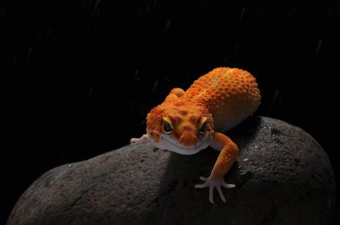 leopar kertenkele gecko Gecko,