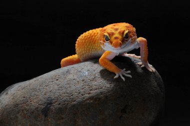 leopar kertenkele gecko Gecko,