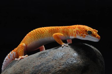 leopar kertenkele gecko Gecko,