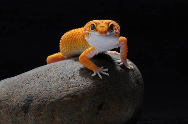 leopar kertenkele gecko Gecko,