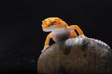 leopar kertenkele gecko Gecko,