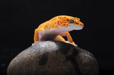 leopar kertenkele gecko Gecko,