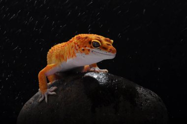 leopar kertenkele gecko Gecko,