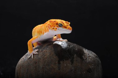 leopar kertenkele gecko Gecko,