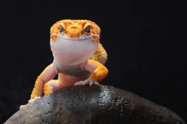 leopar kertenkele gecko Gecko,