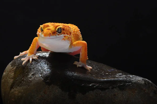 Gecko Jaszczurka Gekon — Zdjęcie stockowe