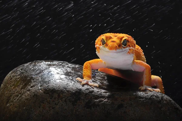 leopar kertenkele gecko Gecko,