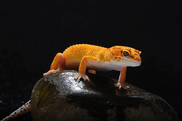 Gecko Lagarto Leopardo Gecko — Fotografia de Stock