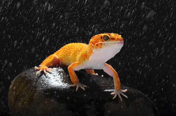 Gecko Léopard Léopard Gecko — Photo