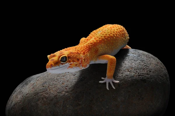 leopar kertenkele gecko Gecko,