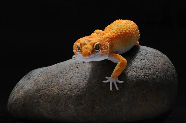 leopar kertenkele gecko Gecko,
