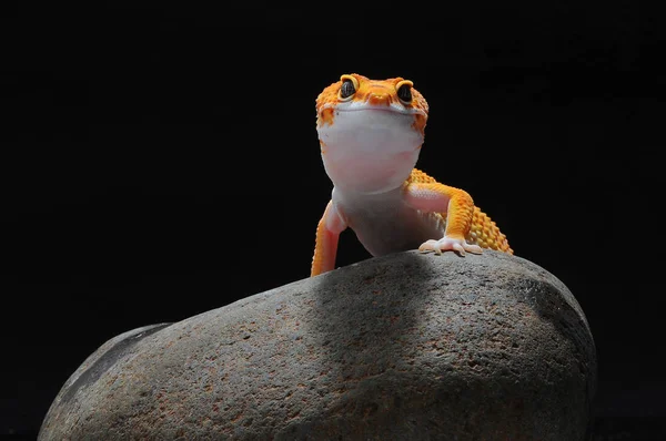 Gecko Jaszczurka Gekon — Zdjęcie stockowe