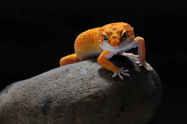 Gecko Lagarto Leopardo Gecko — Fotografia de Stock