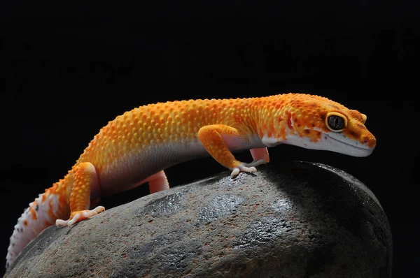 Gecko Leopardeneidechse Gecko — Stockfoto