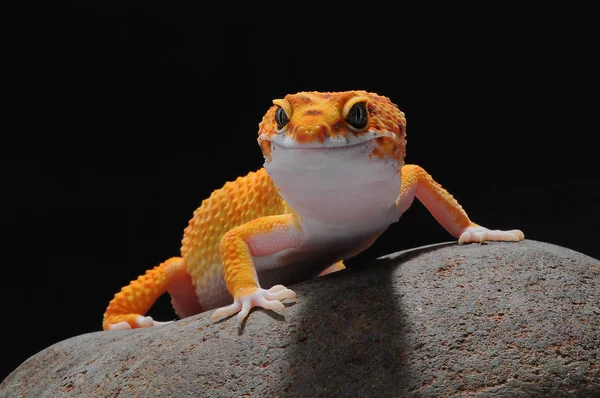 Gecko Lagarto Leopardo Gecko — Fotografia de Stock