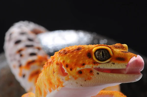 Geco Lagarto Leopardo Geco — Foto de Stock