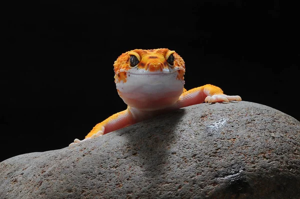 Gecko Lagarto Leopardo Gecko — Fotografia de Stock