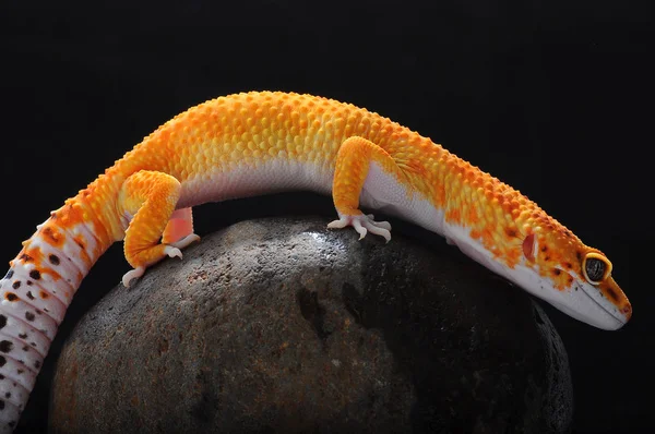 Gecko Lagarto Leopardo Gecko — Fotografia de Stock