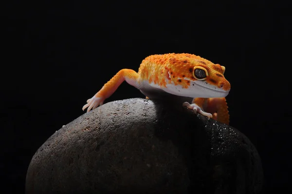 Gecko Lagarto Leopardo Gecko — Fotografia de Stock