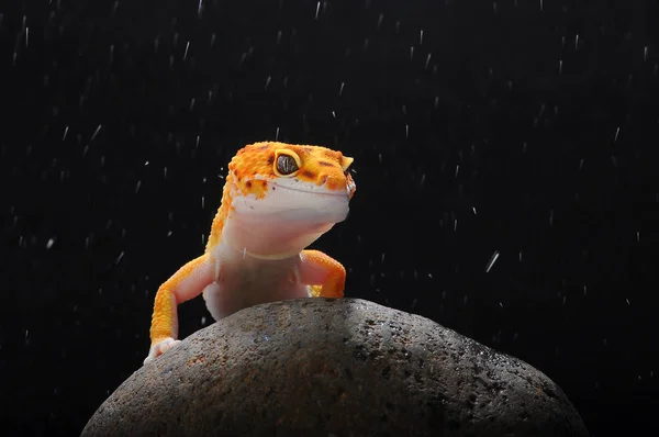 Gecko Jaszczurka Gekon — Zdjęcie stockowe