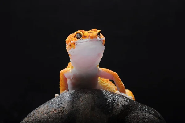 Gecko Léopard Léopard Gecko — Photo